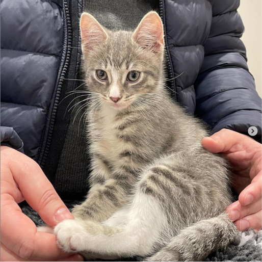 Home Pickles Vets London